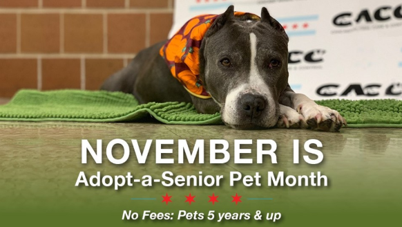 Adopt A Senior Pet Month At Chicago Animal Care And Control Cacc