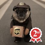 UPS Pug UPS Pug